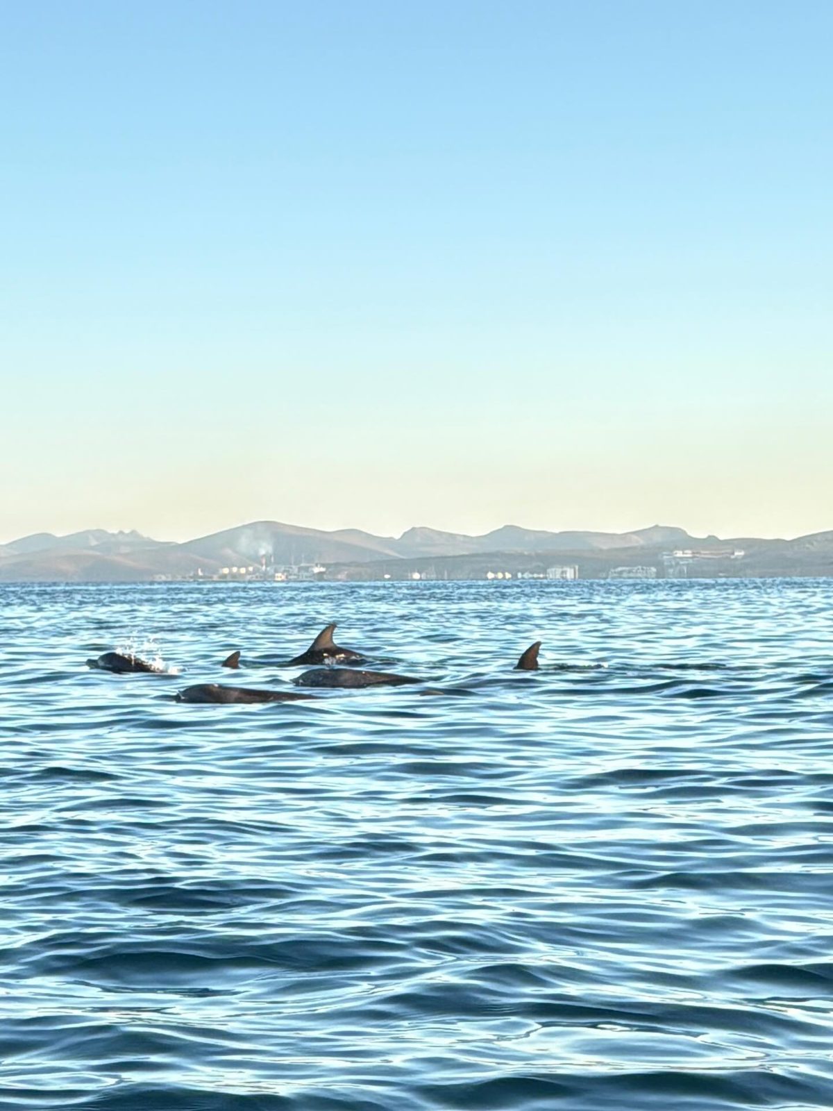 Delfines nadando en el agua turquesa de la bahía de La Paz, Mar de Cortés